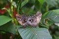 Pair of Owl Eye Butterflies