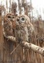 Pair of owls Royalty Free Stock Photo