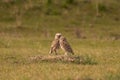 Pair of owls Athene cunicularia, strigidae, standing in the meadow, looking to the camera in CarhuÃÂ©, Buenos Aires, Argentina