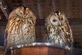 Pair of owls in the zoo