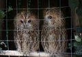 Pair of owls Scops owl in small private zoo Royalty Free Stock Photo