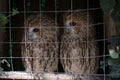 Pair of owls Scops owl in small private zoo Royalty Free Stock Photo