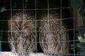 Pair of owls Scops owl in small private zoo Royalty Free Stock Photo