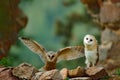 Pair of owls on the stone wall. Two Barn owl, Tyto alba, with nice wings flying above stone wall, light bird landing in the old ca Royalty Free Stock Photo