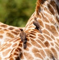 Pair of oxpeckers and giraffe Royalty Free Stock Photo