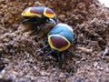 Pair of Pachnoda sun beetles Royalty Free Stock Photo