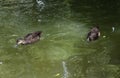 A pair of Pacific Black Ducks (Anas supercilios) swims