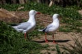 A pair of Pacific Gull (Larus pacificus)