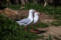 A pair of Pacific Gull (Larus pacificus)