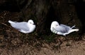 A pair of Pacific Gulls (Larus pacificus)