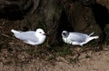 A pair of Pacific Gulls (Larus pacificus)