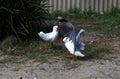 A pair of Pacific Gulls (Larus pacificus)