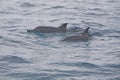Pair of Pacific Spinner Dolphins