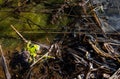 Pacific Treefrogs Hyla regilla mating