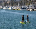A Pair of Paddle Boarders