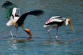 A pair of Painted Stork foraging in Ranganathitu Bird Sanctuary Royalty Free Stock Photo