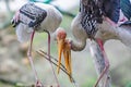 Pair of painted stork, Mycteria leucocephala