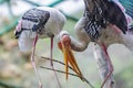 Pair of painted stork, Mycteria leucocephala