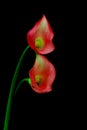 Pair of pale red mini calla lillies against black background Royalty Free Stock Photo