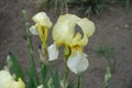 Pair of pale yellow flowers of irises