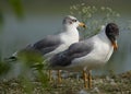 A pair of PallasÃ¢â¬â¢s gulls at Bhigwan bird sanctuary, India