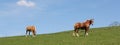 Pair of Palomino horses Royalty Free Stock Photo