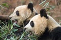 Pair of Pandas Royalty Free Stock Photo