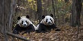 A pair of pandas lounging in a bamboo forest, concept of Biodiversity conservation, created with Generative AI
