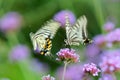 A pair of papilio xuthus Royalty Free Stock Photo