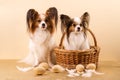 A pair of papillon dogs Royalty Free Stock Photo