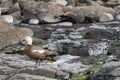 A pair of Paradise shelduck foraging on the rocky coast of the petrified forest in Curio Bay