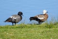 Pair of Paradise Shelducks in New Zealand