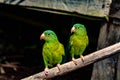Pair of parakeets posing with side face on a wooden stick.