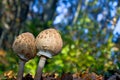 Pair of parasol mushrooms - Macrolepiota procera