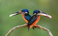 Pair parents of Blue-eared kingfisher, lovely vivid blue birds with bright brown belly carrying fresh fish in their mouth to feed