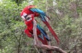 Pair of parrot birds