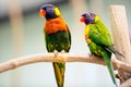 Pair Parrot