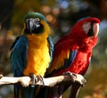 Pair of parrots