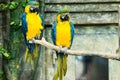 Pair of parrots, blue-and-yellow macaw ara ararauna sitting on Royalty Free Stock Photo