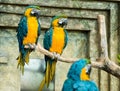 Pair of parrots blue-and-yellow macaw ara ararauna sitting on Royalty Free Stock Photo