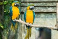 Pair of parrots, blue-and-yellow macaw ara ararauna sitting on Royalty Free Stock Photo