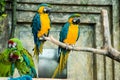 Pair of parrots, blue-and-yellow macaw ara ararauna sitting Royalty Free Stock Photo