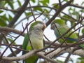 Pair of parrots. Green parrots. Couple of parrots