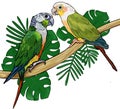 Pair Parrots tropical exotic birds sitting on branch monstera and palm leaves