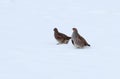 Pair of partridges