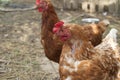 A pair of pasture raised chickens peck for feed on the ground Royalty Free Stock Photo