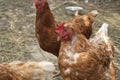 A pair of pasture raised chickens peck for feed on the ground Royalty Free Stock Photo