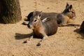 Pair Patagonian maras Dolichotis patagonum, lying and relaxed