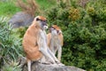Pair of patas monkeys eating