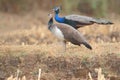 Pair of peafowl, national bird of india